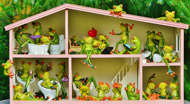 frogs, funny, home, residents, shared apartment, live, cute