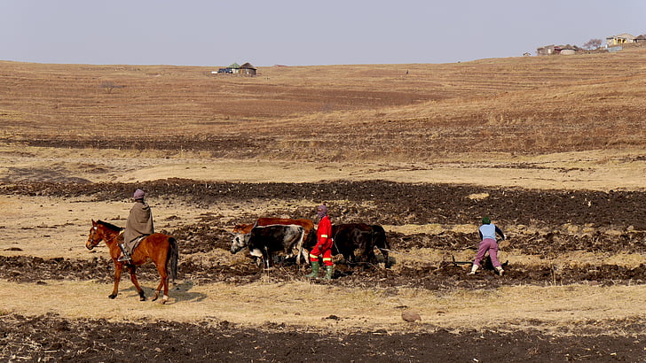 Lesotho, Horská krajina, zemědělství, pluh, obdělávání půdy