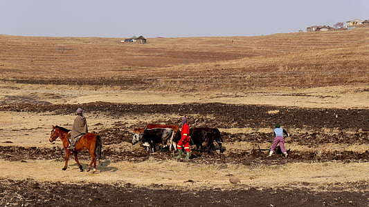 Lesotho, paese della montagna, agricoltura, aratro, lavorazione del terreno