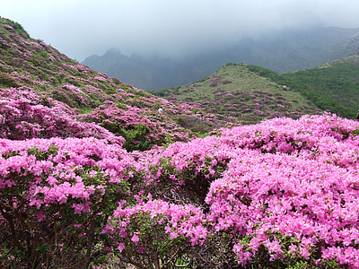 shosenkyo girtas, Azalija, rododendrų kiusianum aso, augalų, Japonija, Gamta, kalnų