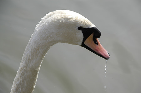 swan, lake, s, water, bird, animal, waters