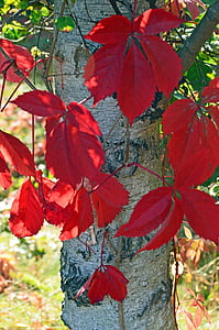 abedul, hojas, finales del verano, rojo, planta, corteza, otoño