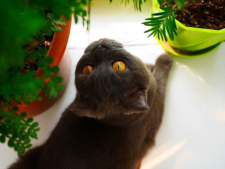 pet, cat, animal
