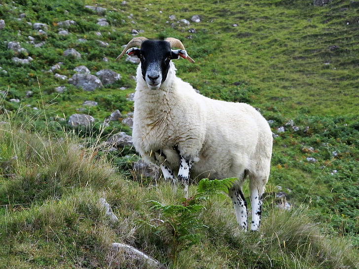fåren, High-Country får, geten, Skottland, högländerna och öarna, England, höglandet
