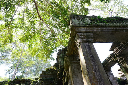 a Siem reap, Templo de, as folhas