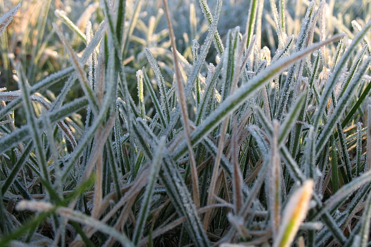 frost, cold, grass, macro, detail, ice, nature