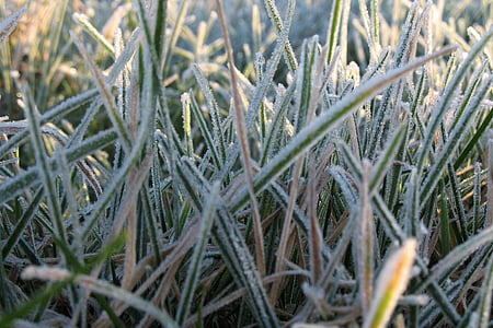 Frost, kalde, gresset, makro, detaljer, isen, natur