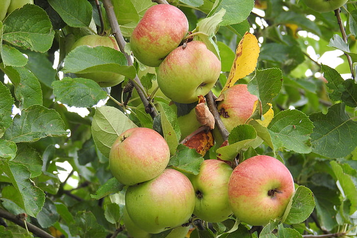 Jablko, jabloň, ovoce, Příroda, jídlo, kernobstgewaechs