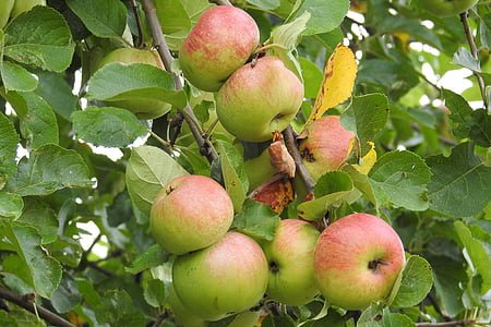 Alma, almafa, gyümölcs, természet, élelmiszer, kernobstgewaechs