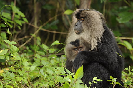 Løven tailed macaque, dyreliv, naturlig, dyr, truet, fauna, skog