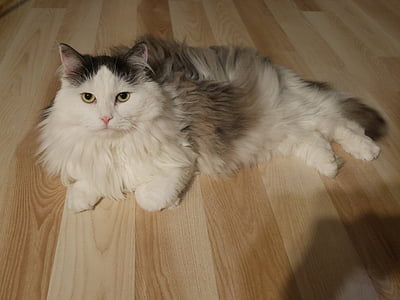 кошка, Сибирский, Пальто