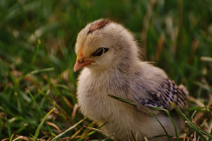 chicks, cute, feather, bird, young bird, one animal, close-up