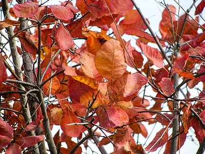 close, photo, red, leaf, plant, leaves, autumn