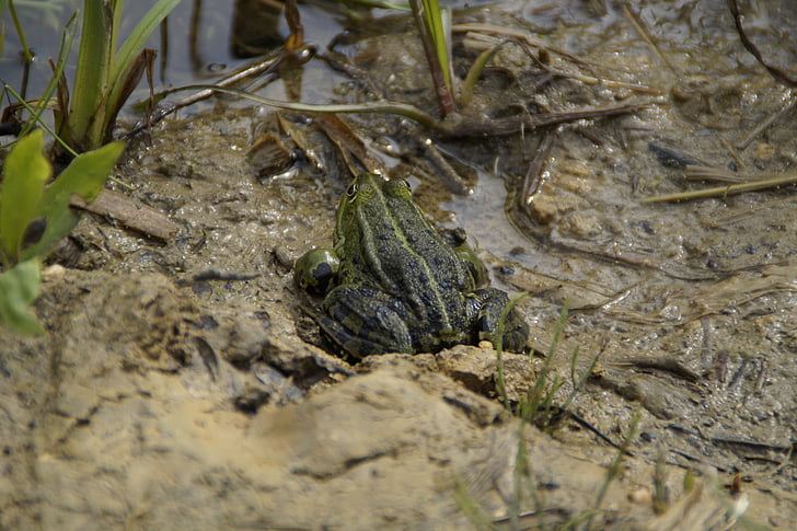frog, habitat, mud, moist, lake, quagmire, muddy