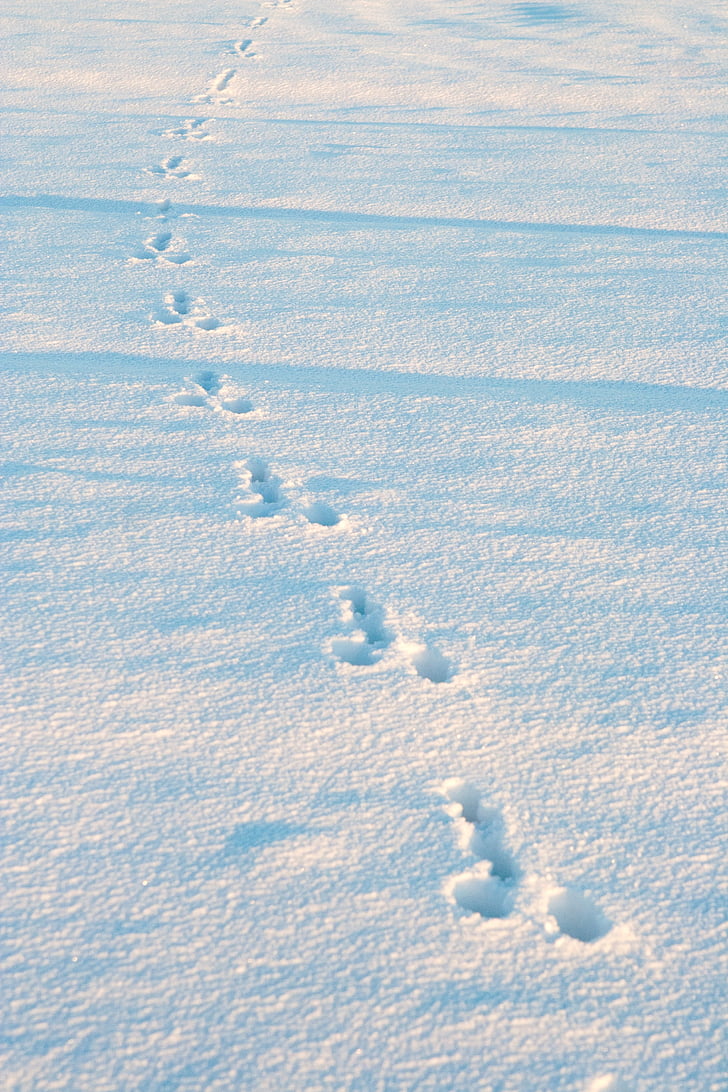 winter, snow, rabbit tracks, animal tracks