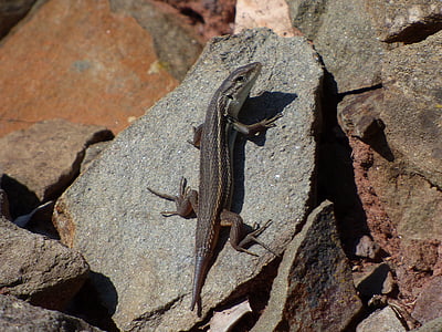 lizard, sargantana, reptile, rocks, tail cut