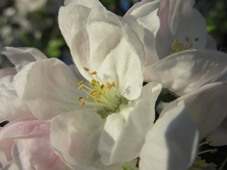Virágszálnak Apple, Blossom, Bloom, fehér, szirmok, bélyegző, Lily-White