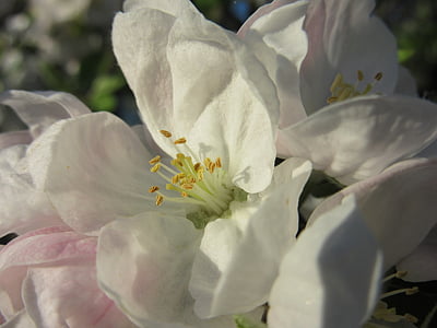 Apple blossom, floare, floare, alb, petale, ştampila, Lily-White