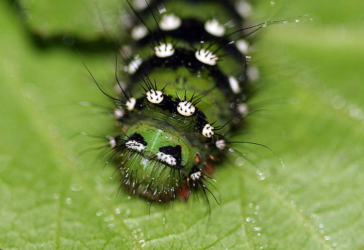 Caterpillar, larv, insekt, grön, makro, naturliga, ett djur