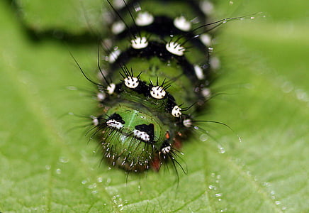 Caterpillar, larva, insetto, verde, macro, naturale, un animale