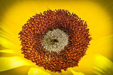 Sun flower, květ, žlutá, Příroda, květ, Bloom, závod