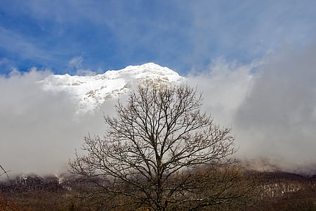 gran sasso, tree, branches, snow, fog, mountain, assergi