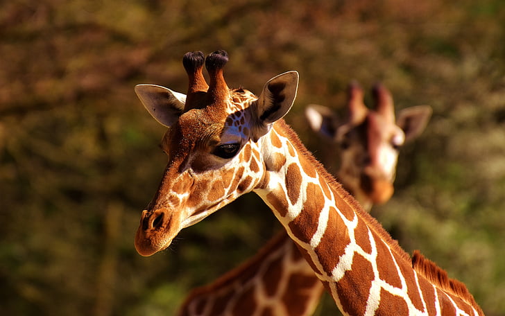 Giraffe, wild dier, vlekken, lange gijp, dieren, Afrika, dierentuin