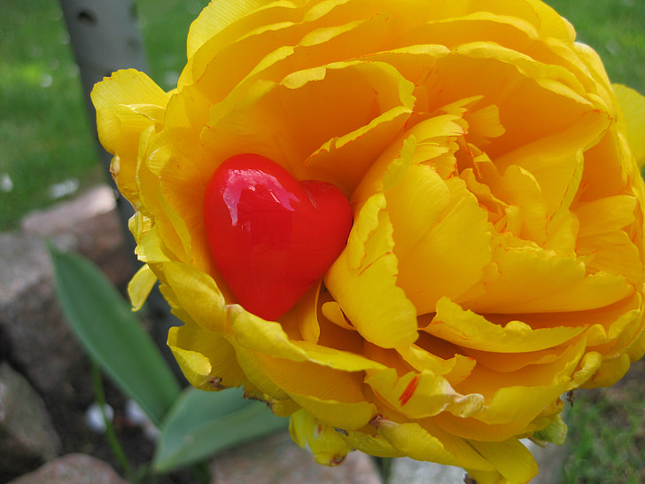 coração, Tulipa, decoração, flor, planta, amarelo, vermelho