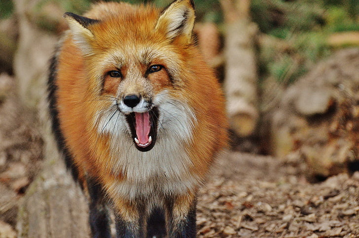 Fuchs, Wildpark poing, ζώο, φωτογραφία άγριας φύσης, φύση, Ζωικός κόσμος, Πορτραίτο ζώου