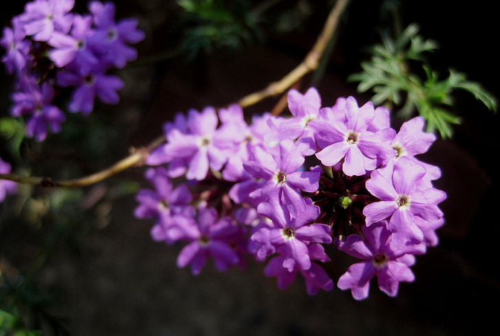 flor, floretes, compost, porpra, violeta, delicat, petit