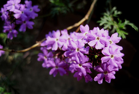 flor, florecillas, compuesto, púrpura, violeta, Dainty, Petit