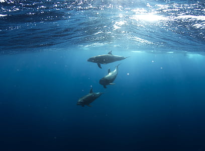 Delfine, Unterwasser, Tiere, Leben, Marine, aquatische, Schwimmen