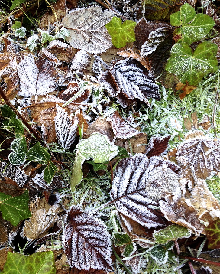 frost, leaves, autumn, fall, cold, nature, season