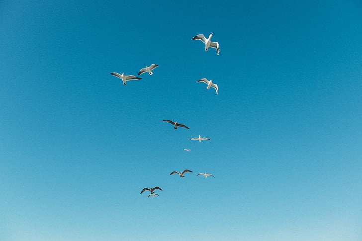 flock, black, white, bird, flying, blue, sky