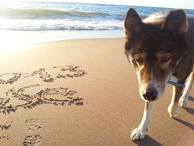 собака, пляж, море, води