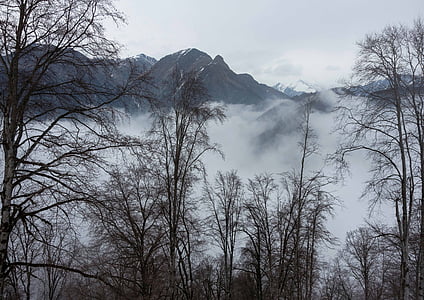 winter, azerbaijan, forest, fog, landscape, clouds, coldly