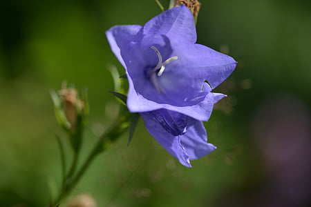 Blue bell, biru, bunga, tempat tidur, musim panas, alam, tanaman