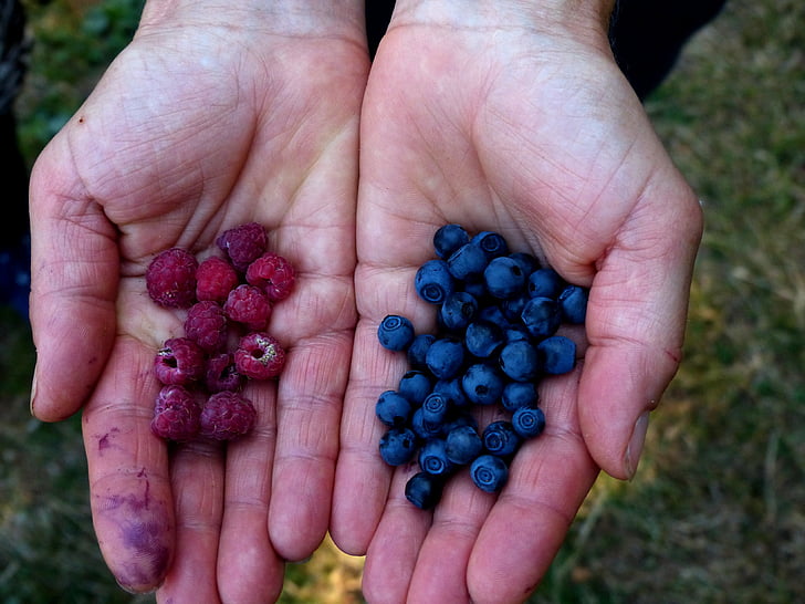 collect berries, blueberries, wild raspberries, forest