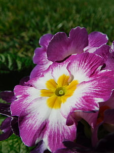 Primula, Petrklíč, květ, závod, Příroda, zahrada, okvětní lístek