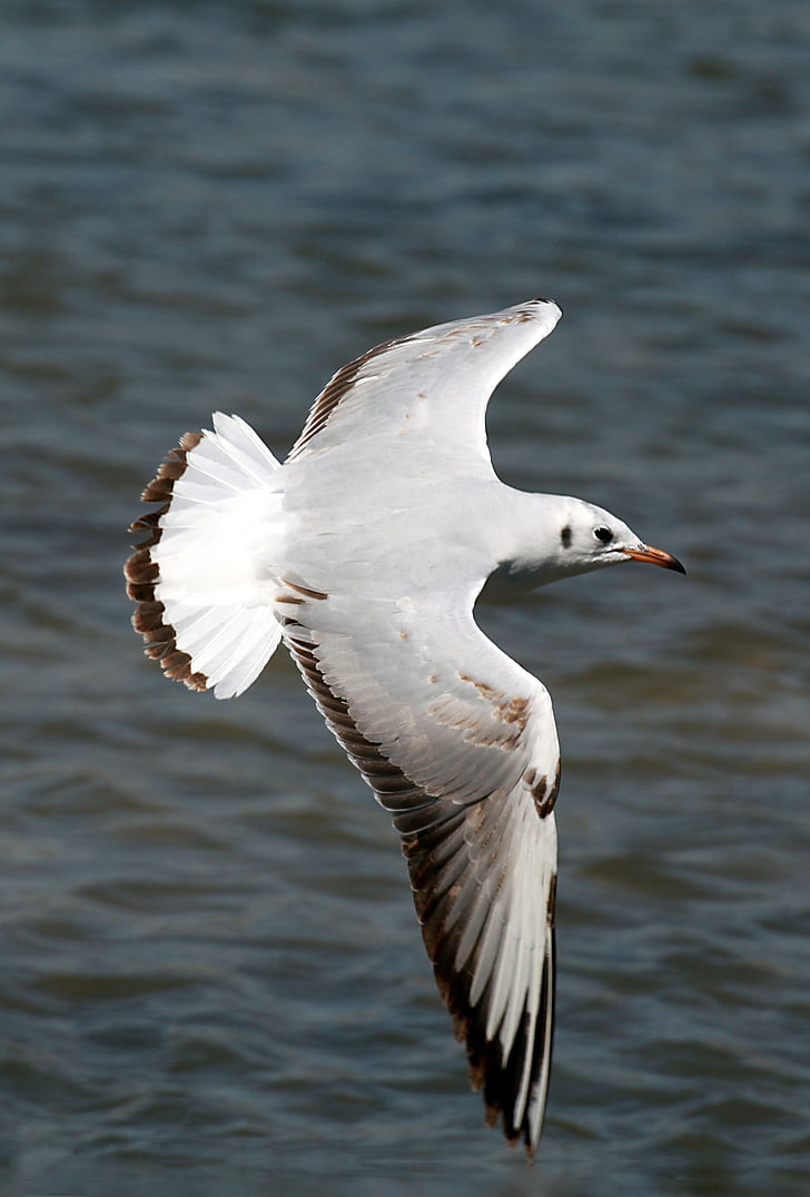 seagull, flying, bird, fly, wings, feather, wildlife