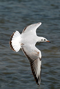 Seagull, vuelo, pájaro, volar, alas, pluma, flora y fauna