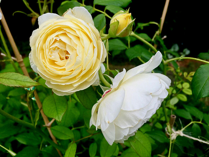 Rosa, groc, blanc, flor, natura, Rosa de jardí