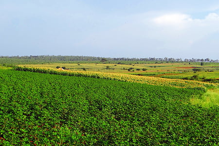 cultivation, cotton, maize, valley, landscape, nature, horizon