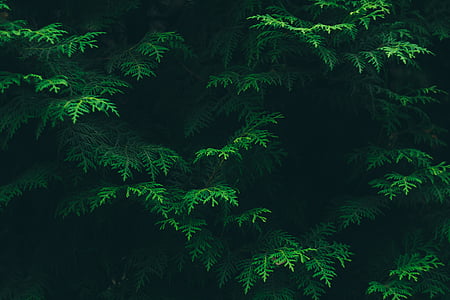 color, conifer, environment, flora, foliage, green, leaves