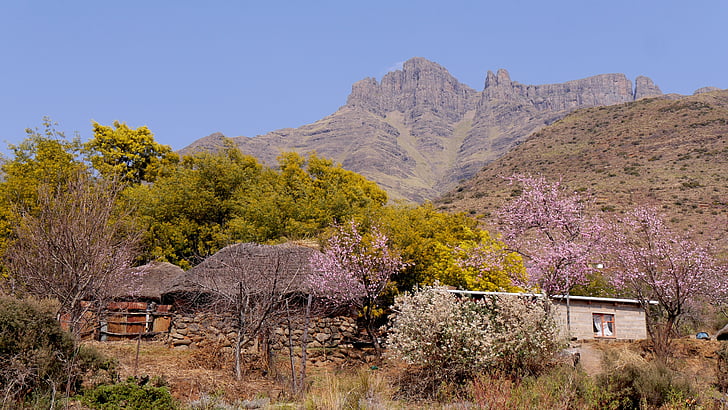 lesotho, mountain landscape, peach blossom, landscape, nature