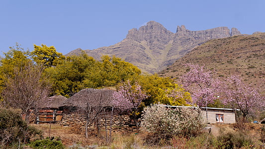 Lesotho, paysage de montagne, fleur de la pêche, paysage, nature