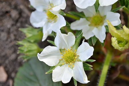 capsuni, floare, floare, alb, Close-up, natura, petale