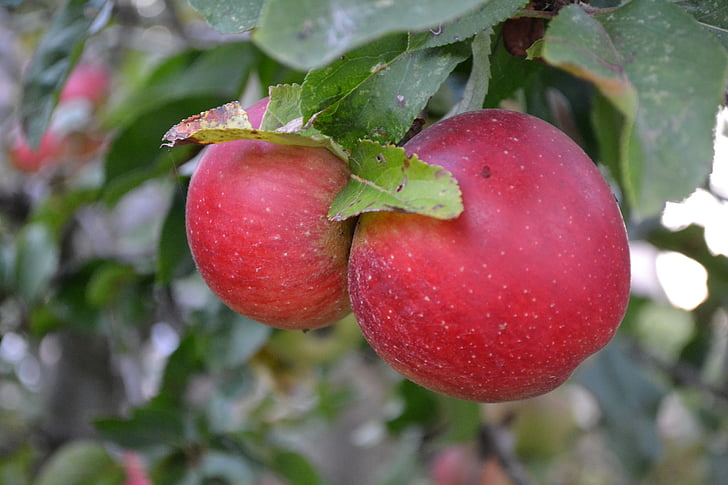 яблоки, фрукты, фрукты, питание, Природа, Осенние фрукты, Осень