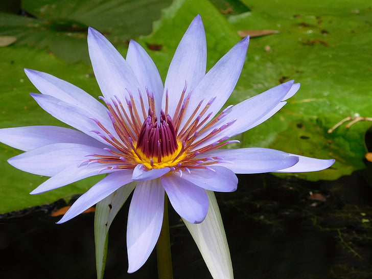 water lily, Lily, Blauwe bloem, plant, natuur, Wild