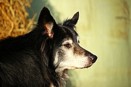 hond, Bordercollie, herdershond, grens, rasechte hond, Britse herdershond, Collie